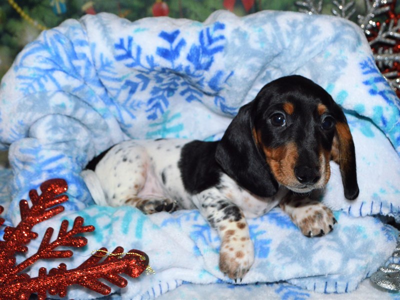 Piebald best sale mini dachshund