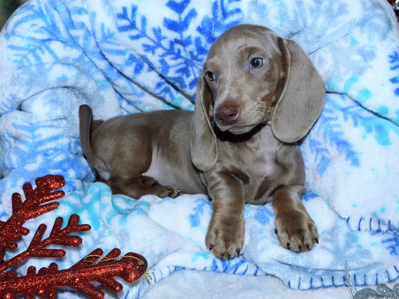 Mini Dachshund-DOG-Female-Isabella Fawn-2943781-Petland Dunwoody Puppies For Sale
