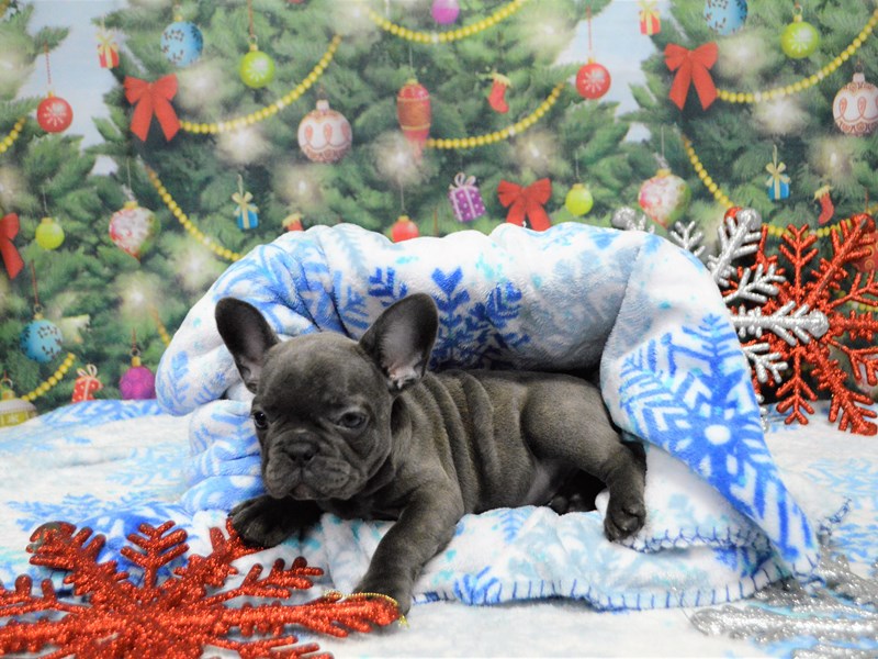 French Bulldog-DOG-Female-Blue-2943684-Petland Dunwoody Puppies For Sale