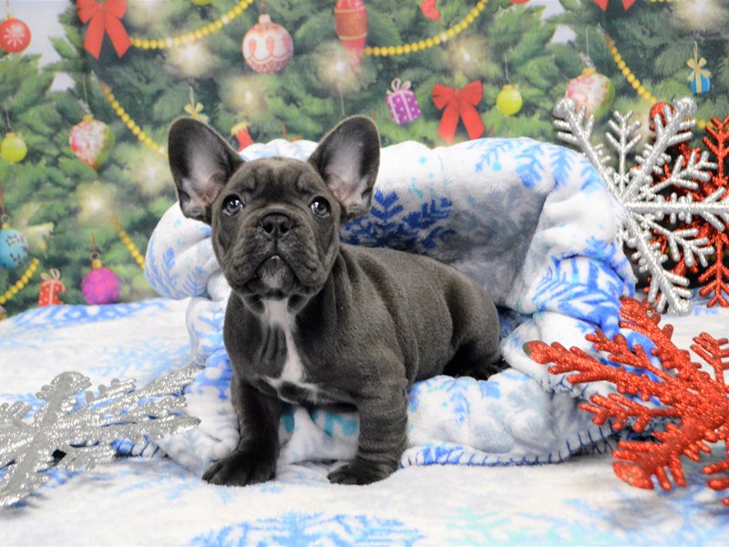 French Bulldog-DOG-Male-Blue-2943679-Petland Dunwoody Puppies For Sale
