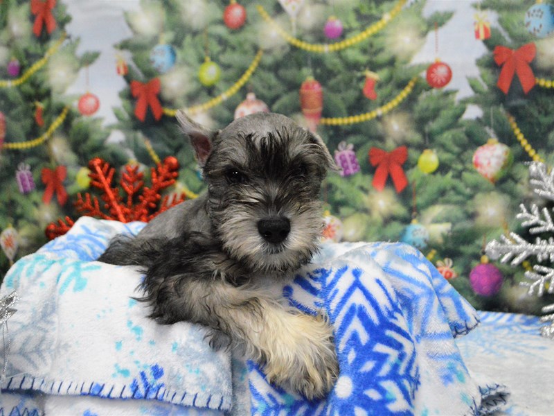 Miniature Schnauzer-DOG-Female-Salt and Pepper-2943765-Petland Dunwoody Puppies For Sale