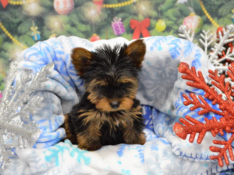 Yorkshire Terrier-DOG-Male-Black and Tan-2943956-Petland Dunwoody Puppies For Sale