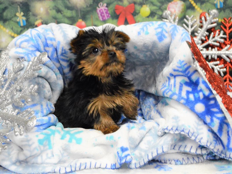 Yorkshire Terrier-DOG-Male-Black and Tan-2943955-Petland Dunwoody Puppies For Sale