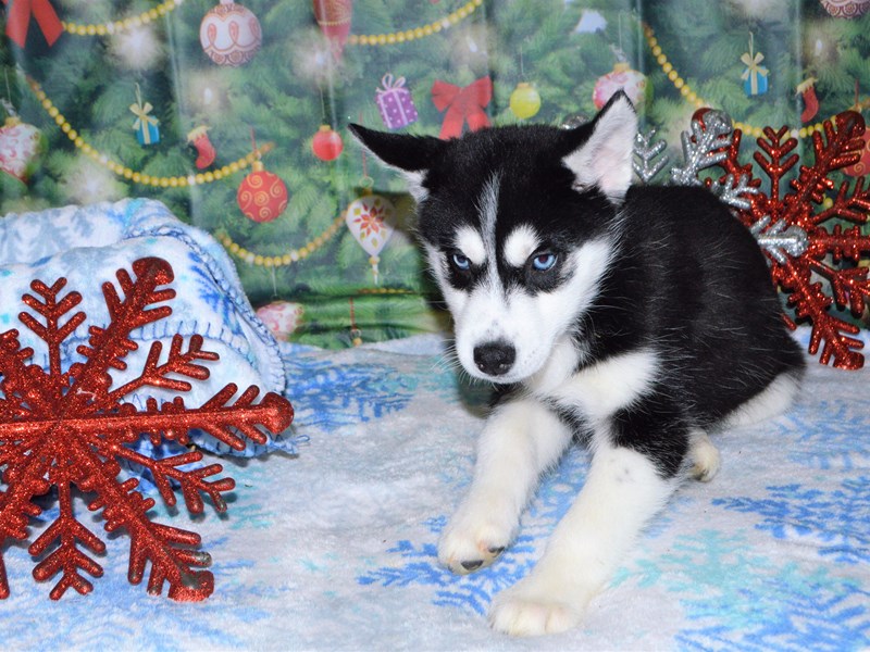 Siberian Husky-DOG-Female-Black and White-2943772-Petland Dunwoody