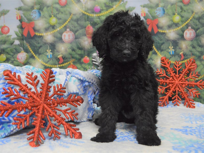 Standard Goldendoodle-DOG-Male-Black-2941895-Petland Dunwoody Puppies For Sale