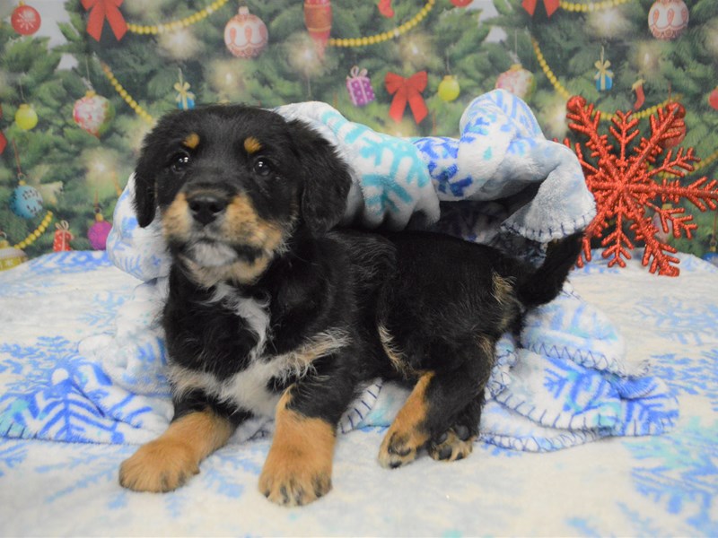 Mini Labradoodle-DOG-Male-Black and Tan-2943767-Petland Dunwoody Puppies For Sale