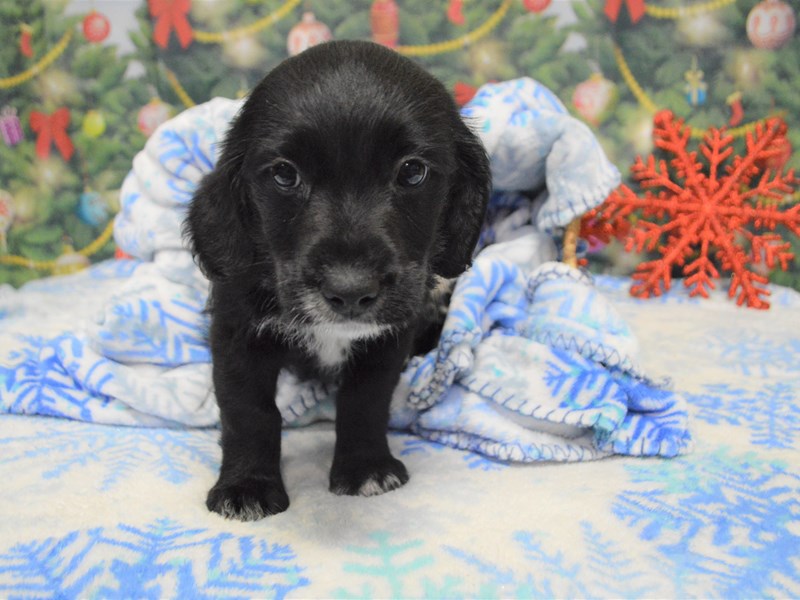 Mini Labradoodle-DOG-Female-Black and Tan-2943768-Petland Dunwoody Puppies For Sale