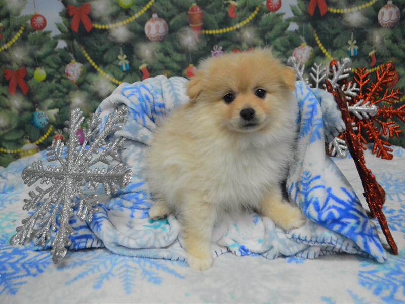Pomeranian-DOG-Male-Cream-2943776-Petland Dunwoody Puppies For Sale