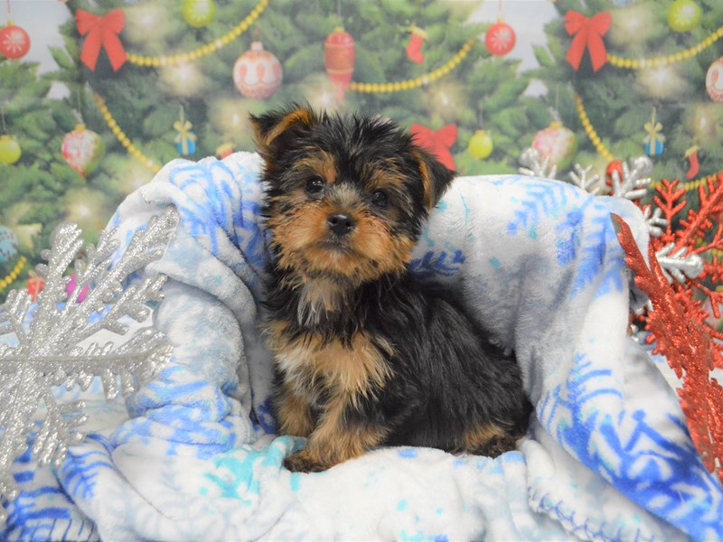 Yorkshire Terrier-DOG-Male-Black and Tan-2943785-Petland Dunwoody Puppies For Sale