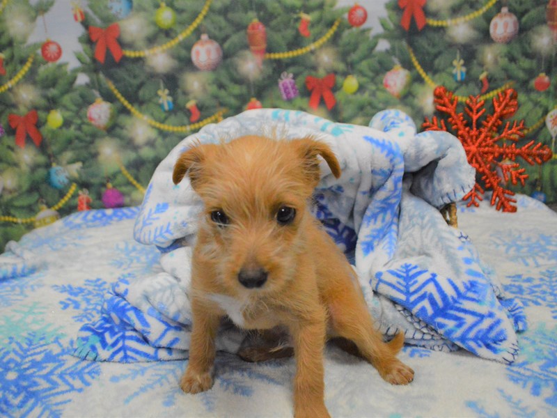 Yorkiepoo-Male-Tan-2943773-Petland Dunwoody