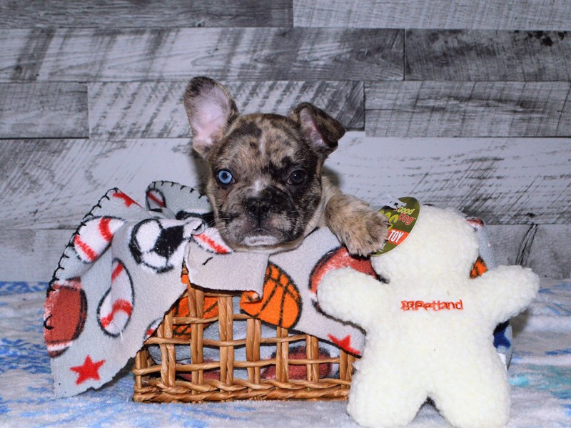 French Bulldog-DOG-Male-Merle-2950044-Petland Dunwoody Puppies For Sale