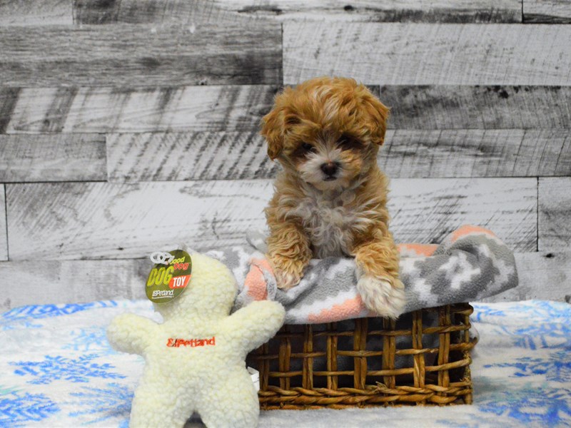 Malshipoo-DOG-Female-Apricot-2947986-Petland Dunwoody Puppies For Sale