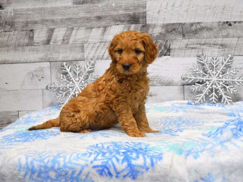 Goldendoodle-DOG-Male-Red-2950097-Petland Dunwoody Puppies For Sale