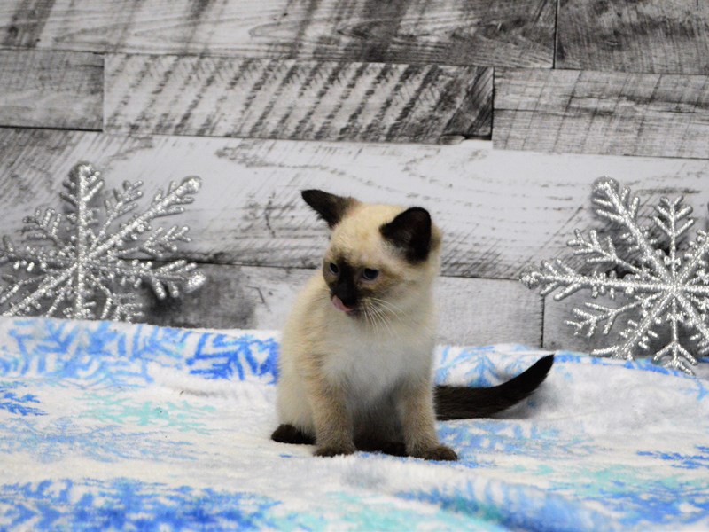 Siamese-CAT-Male-Seal Point-2943982-Petland Dunwoody Puppies For Sale