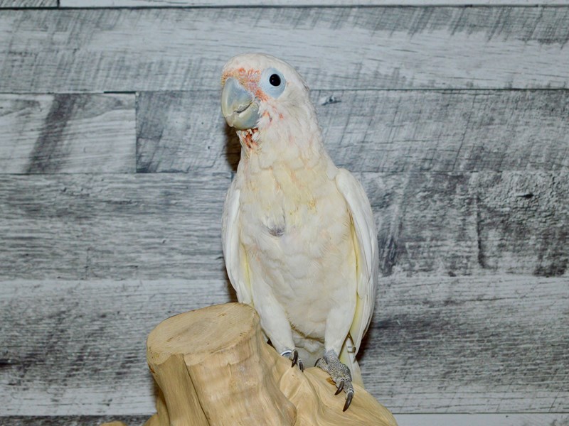 Goffin Cockatoo-BIRD--White-2788162-Petland Dunwoody Puppies For Sale