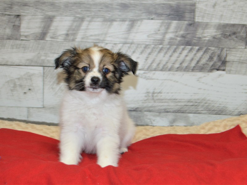 Papillon-DOG-Male-White and Sable-2898080-Petland Dunwoody Puppies For Sale
