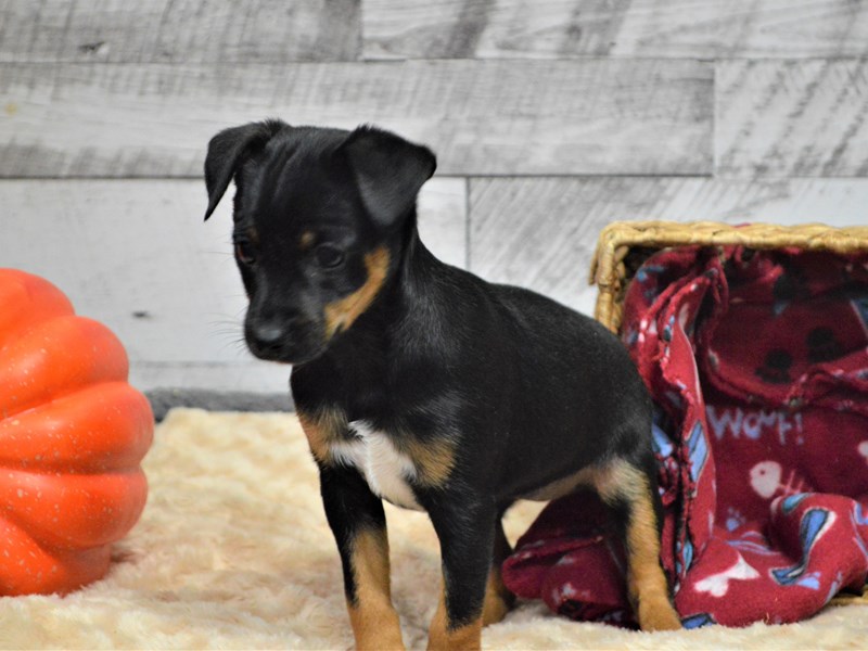 Minnie Jack-Female-Black and Tan-2898513-Petland Dunwoody