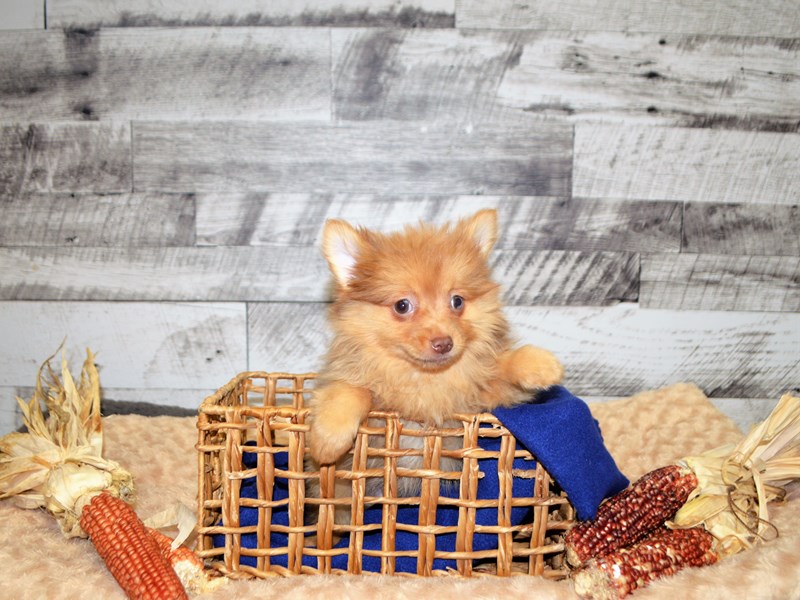 Pomeranian-DOG-Female-Orange-2905298-Petland Dunwoody Puppies For Sale
