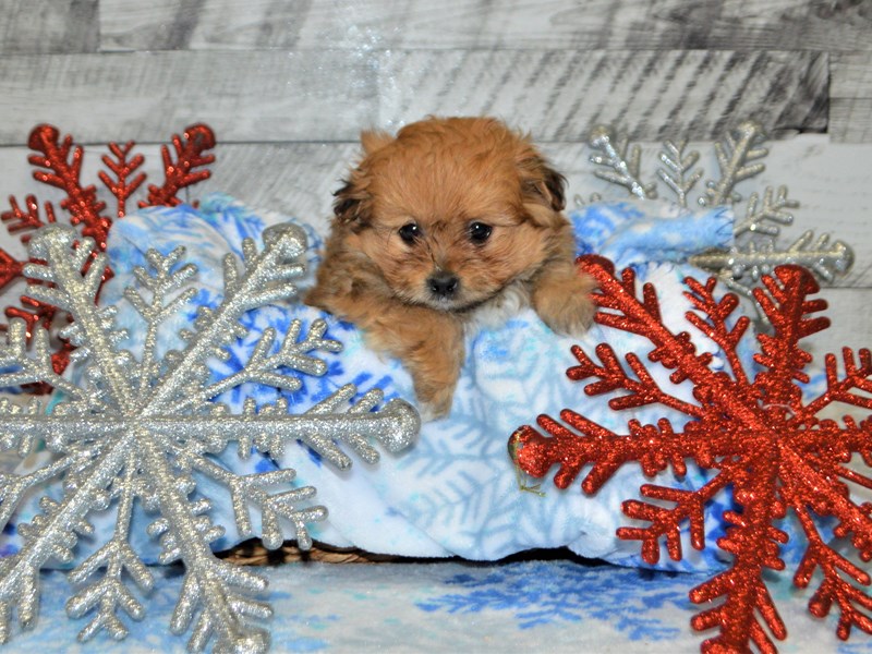 Shih-Pom-DOG-Male-Red-2927906-Petland Dunwoody Puppies For Sale