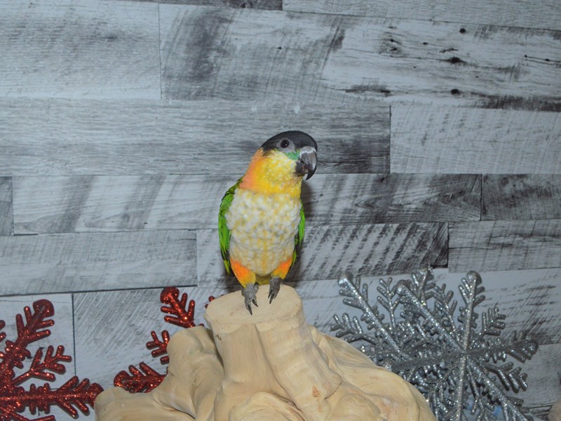 Black Headed Caique--Green and Black-2788165-Petland Dunwoody Puppies For Sale