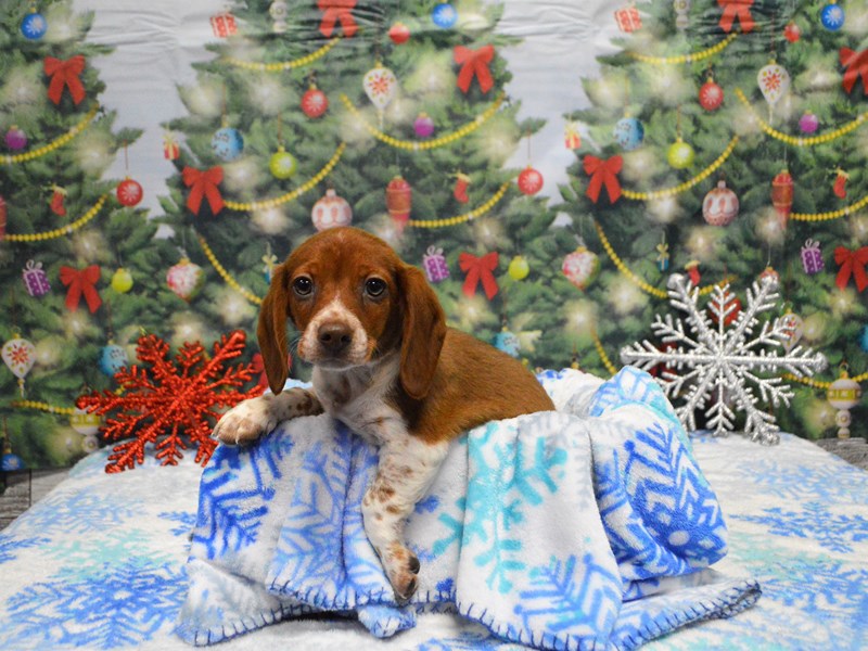 Doxle-Male-Daple-2927907-Petland Dunwoody Puppies For Sale