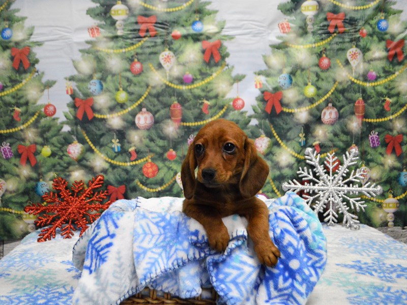 Doxle-Female-Daple-2927908-Petland Dunwoody Puppies For Sale
