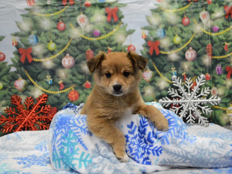 Paussie-Male-Brown-2929549-Petland Dunwoody Puppies For Sale