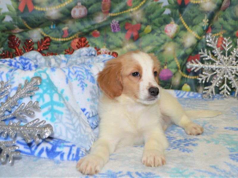 Mini Aussie Labradoodle-Male-Red and White-2935498-Petland Dunwoody Puppies For Sale