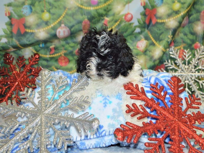 Shih-Poo-DOG-Male-Black and White-2935472-Petland Dunwoody Puppies For Sale