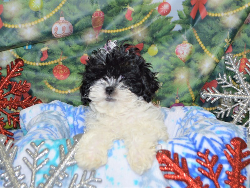 Shih-Poo-DOG-Female-Black and White-2935471-Petland Dunwoody Puppies For Sale