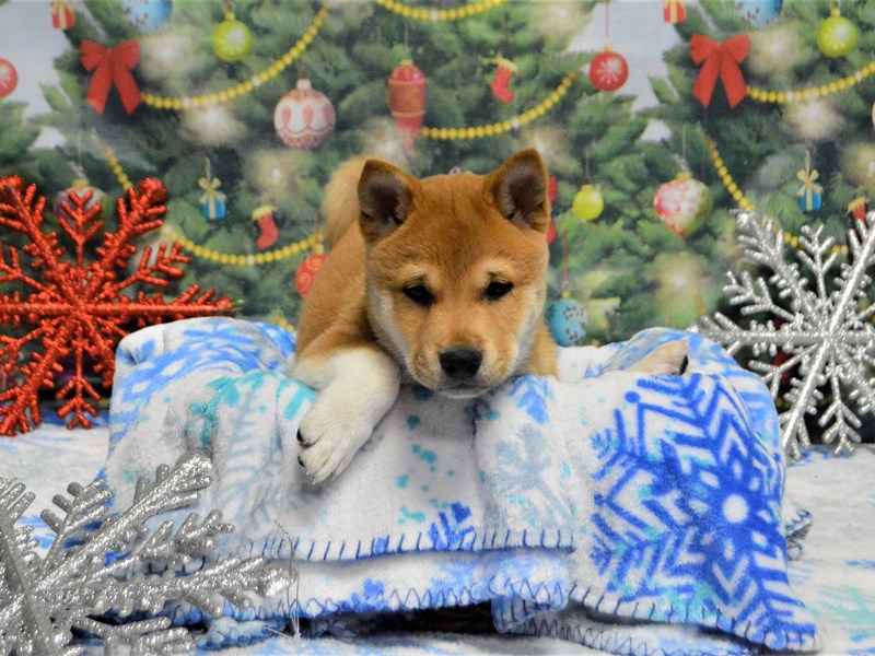Shiba Inu-DOG-Male-Red-2934167-Petland Dunwoody Puppies For Sale