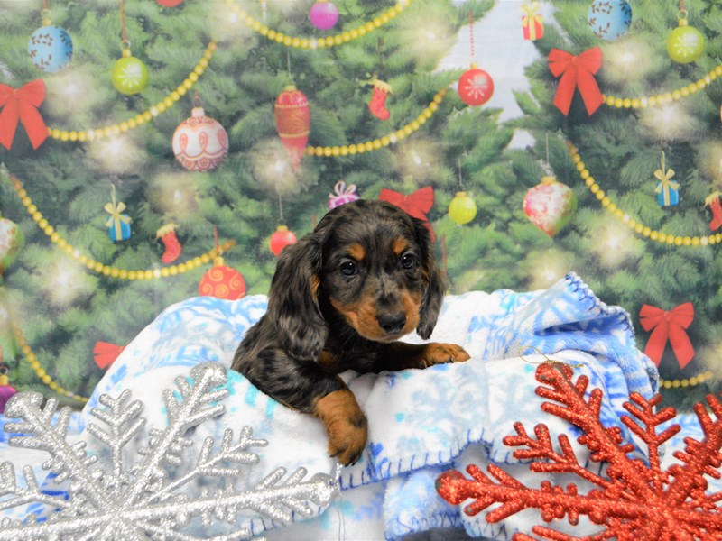 Dachshund-DOG-Male-Black and Silver Dapple-2938668-Petland Dunwoody Puppies For Sale