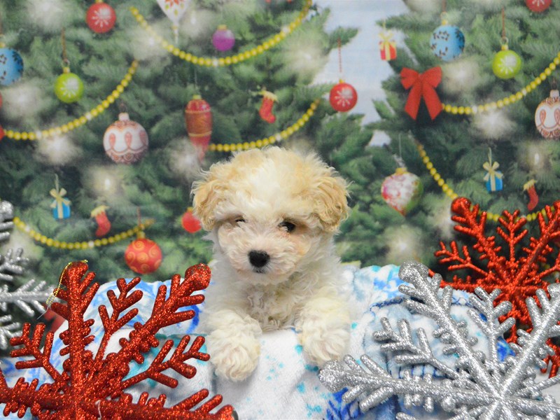 Shih Poo-DOG-Male-Cream-2941787-Petland Dunwoody Puppies For Sale