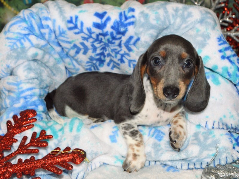 Mini Dachshund-Male-Blue Piebald-2943780-Petland Dunwoody Puppies For Sale