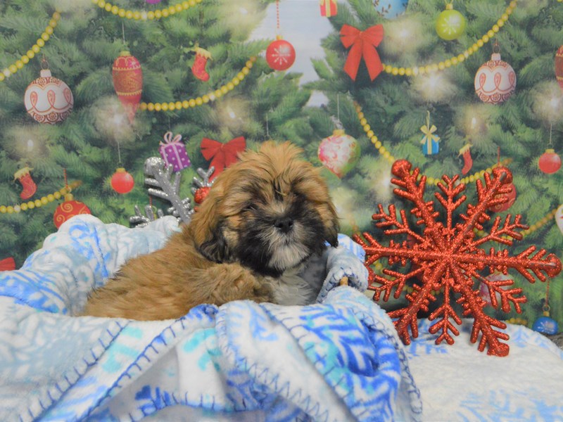 Lhasa Apso-DOG-Male-Gold and White-2943594-Petland Dunwoody Puppies For Sale
