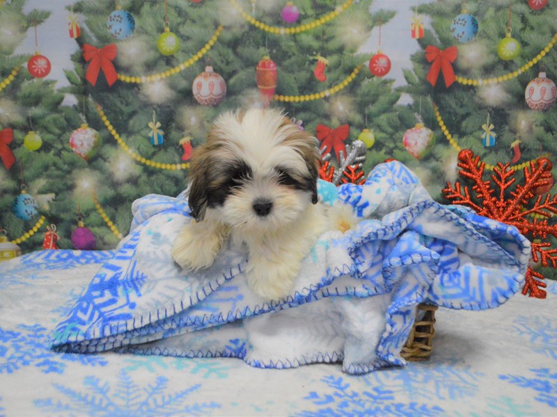 Lhasa Apso-DOG-Female-Gold and White-2943642-Petland Dunwoody Puppies For Sale