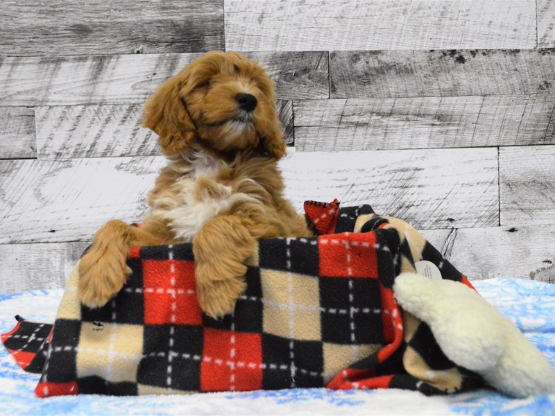 F1B Mini Goldendoodle-DOG-Female-Apricot-2947895-Petland Dunwoody Puppies For Sale