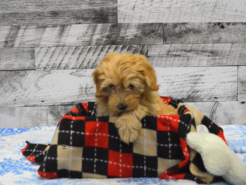 F1B Mini Goldendoodle-DOG-Female-Cream-2947916-Petland Dunwoody Puppies For Sale