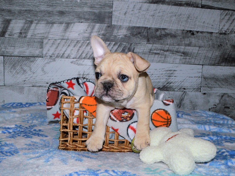 French Bulldog-DOG-Male-Fawn-2950053-Petland Dunwoody Puppies For Sale