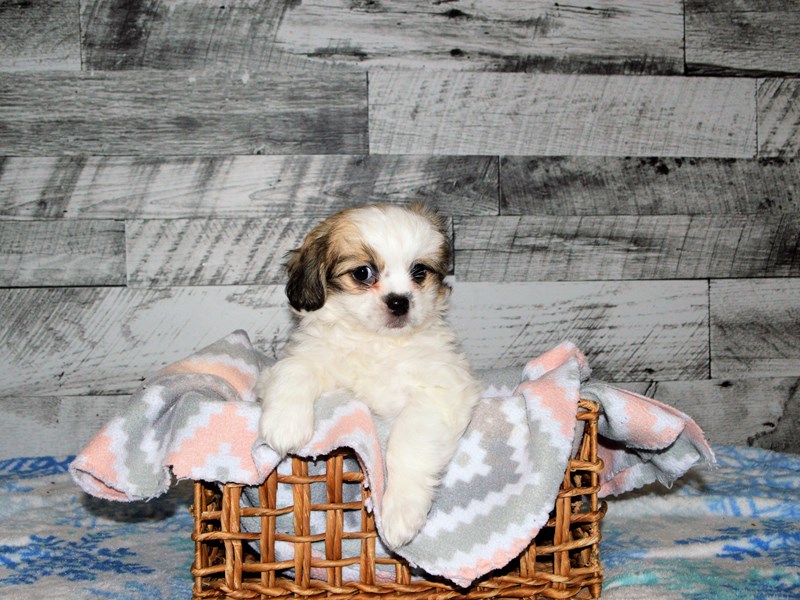 Teddy Bear-DOG-Female-Brown and white-2949885-Petland Dunwoody Puppies For Sale