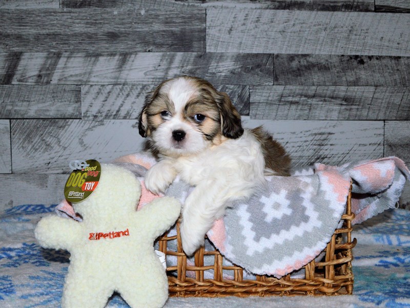 Teddy Bear-DOG-Male-Brown and White-2949884-Petland Dunwoody Puppies For Sale