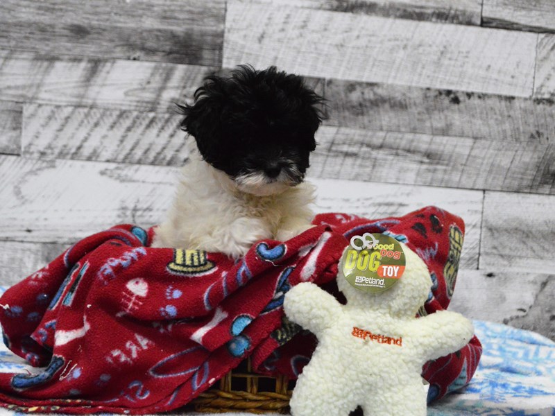 Malshipoo-Female-Black and White-2947983-Petland Dunwoody Puppies For Sale