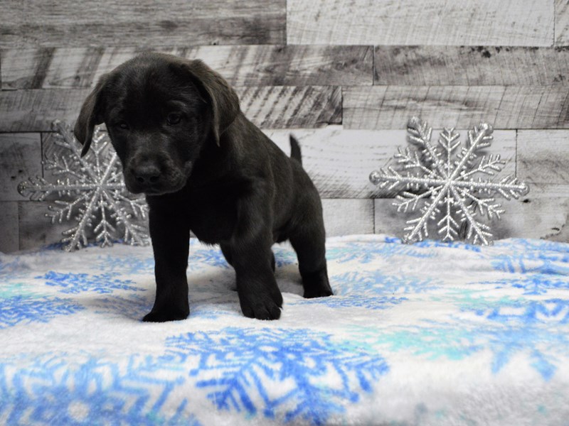 Labrador Retriever-DOG-Male-Charcoal-2950101-Petland Dunwoody Puppies For Sale