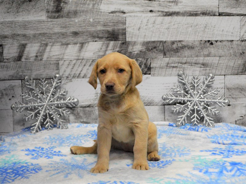 Labrador Retriever-DOG-Female-Yellow-2950177-Petland Dunwoody Puppies For Sale