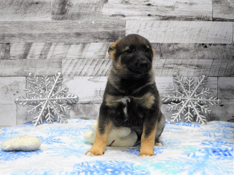 German Elkhound-Female-Black and Tan-2950215-Petland Dunwoody