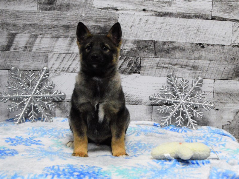 German Elkhound-Male-Black and Tan-2950214-Petland Dunwoody Puppies For Sale