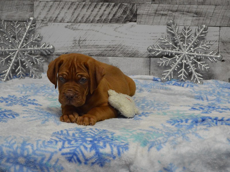 Dogue De Bordeaux-Male-Red With White Patches-2950008-Petland Dunwoody Puppies For Sale