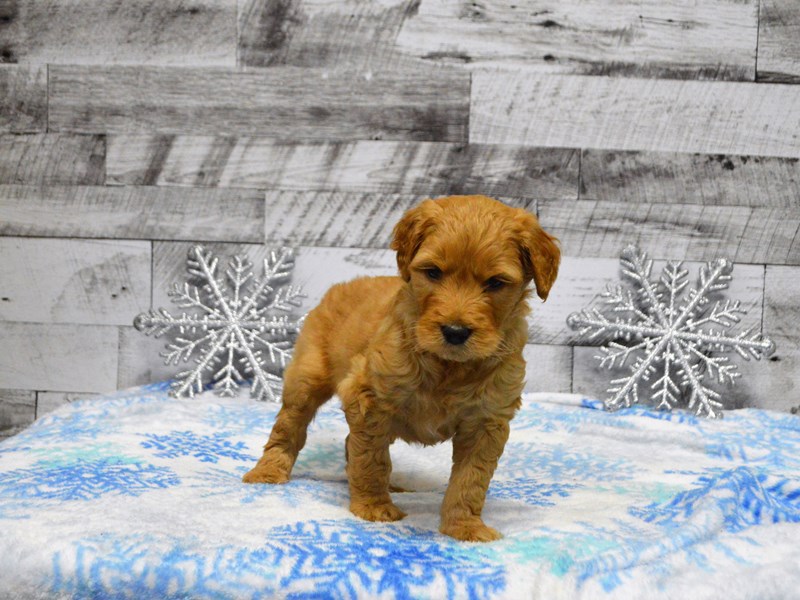 Goldendoodle-DOG-Male-Red-2950096-Petland Dunwoody Puppies For Sale