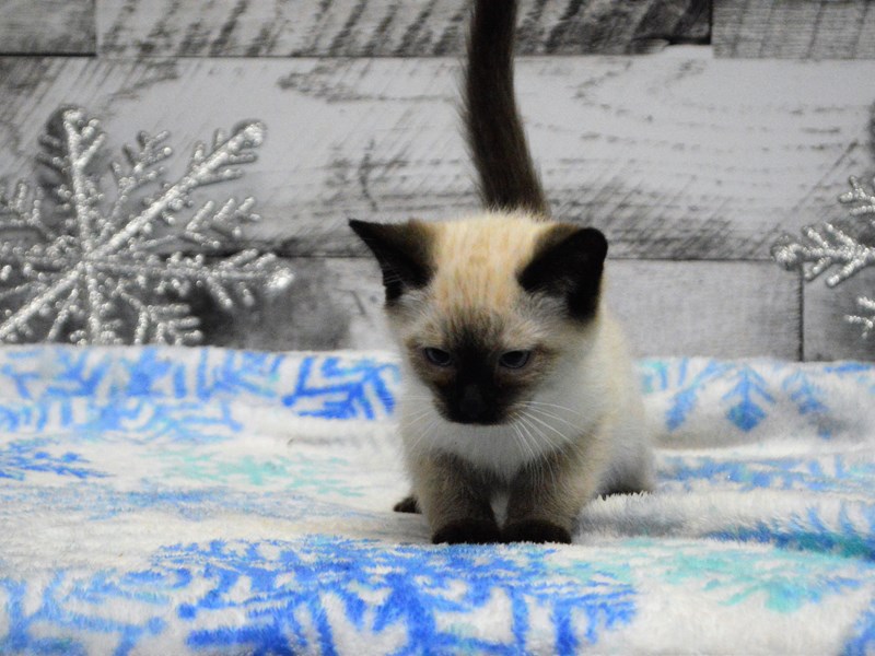 Siamese-CAT-Male-Seal Point-2943984-Petland Dunwoody Puppies For Sale