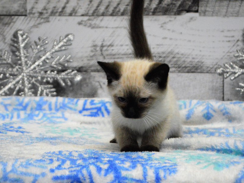 Siamese-Male-Seal Point-2943984-Petland Dunwoody